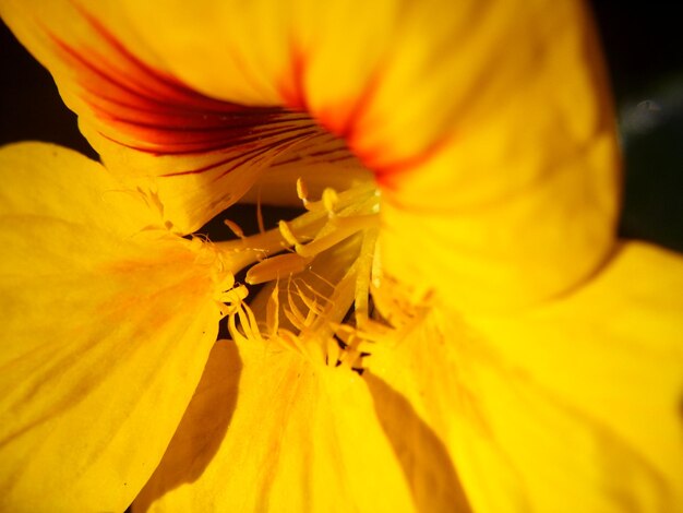 Close-up of yellow day lily blooming outdoors