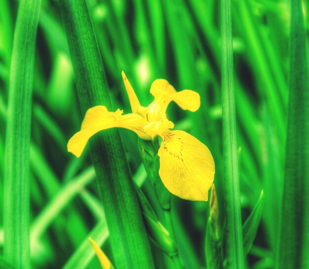 Foto close-up del giglio giallo che fiorisce all'aperto