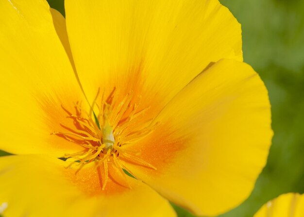 Close-up of yellow day lily