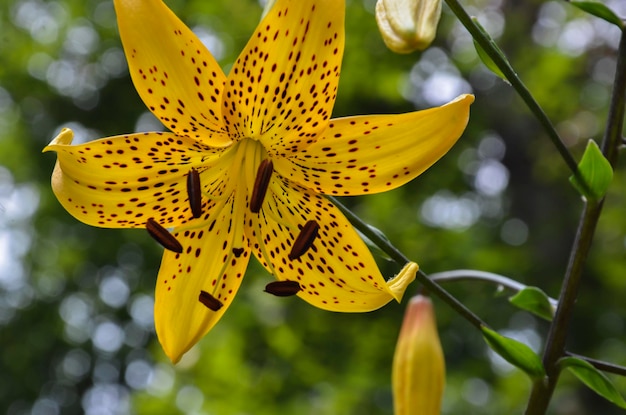 Photo close-up of yellow day lily