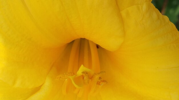 Close-up of yellow day