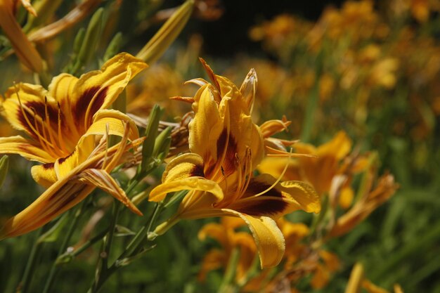 Close-up of yellow daylili flowering plant