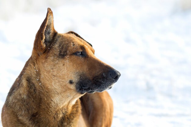 Close-up of yellow dog pet on white snow outdoors