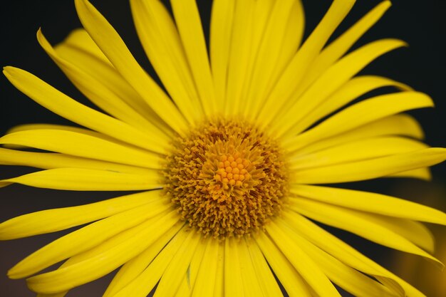 Close up yellow Doronicum or leopard bane flower, high angle view, directly above