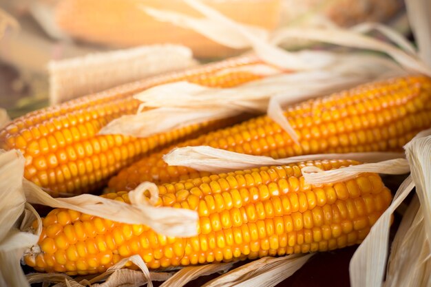 close up yellow dried corn for background