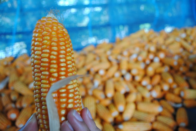 close up of yellow dry corn