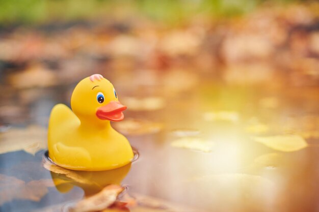 Photo close-up of yellow duck floating on a water