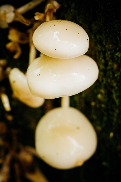 Foto close-up di uova gialle in fila