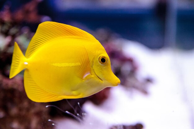 Close-up of yellow fish swimming in aquarium