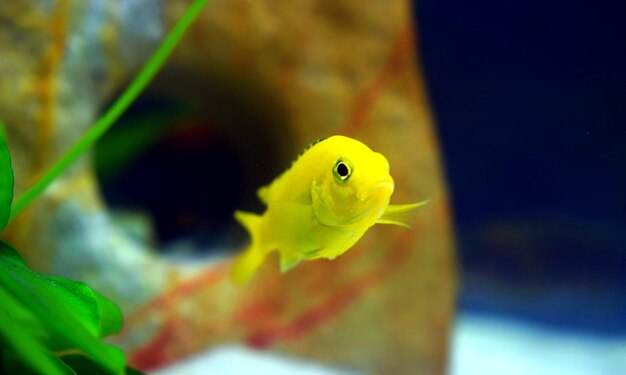 Foto close-up di pesci gialli che nuotano in acquario