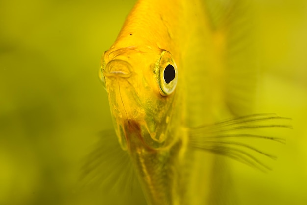 Foto prossimo piano di pesci gialli