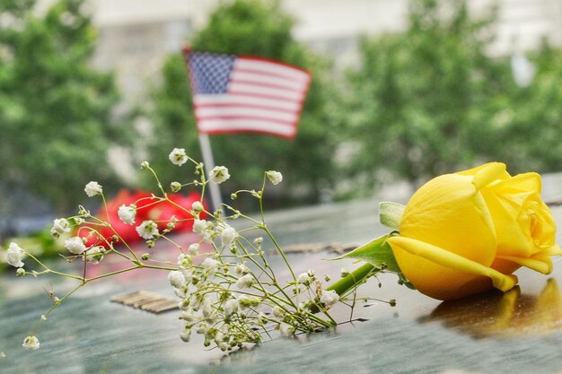 Close-up of yellow flag on plant