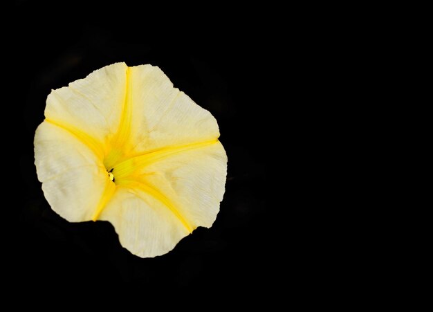 Photo close-up of yellow flower against black background