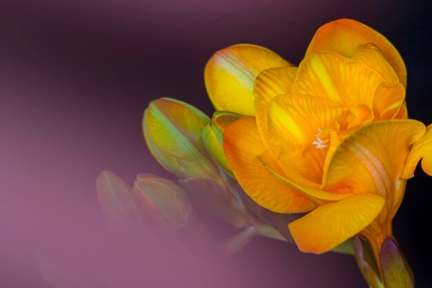 close-up of yellow flower against black background