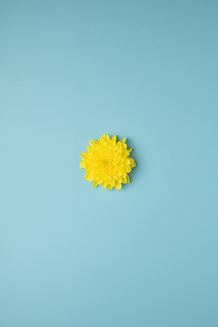 Photo close-up of yellow flower against blue background