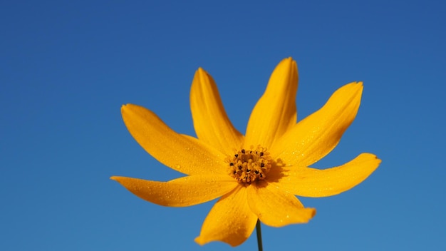 Close-up of yellow flower against blue sky