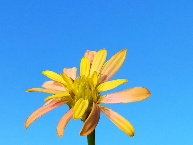 Close-up of yellow flower against blue sky