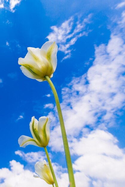 Close-up of yellow flower against blue sky