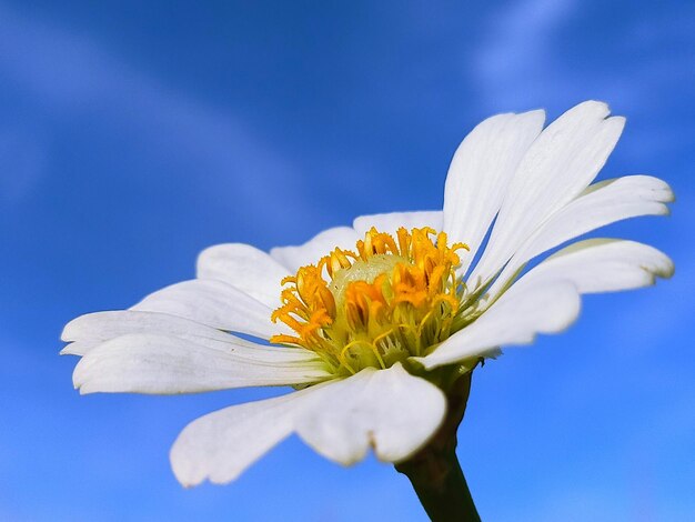 Close-up of yellow flower against blue sky