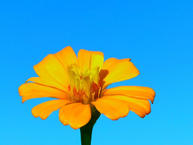 Close-up of yellow flower against blue sky