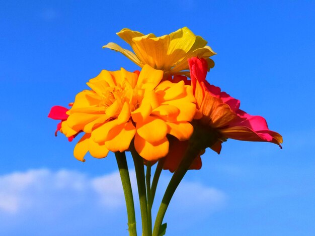 Close-up of yellow flower against blue sky