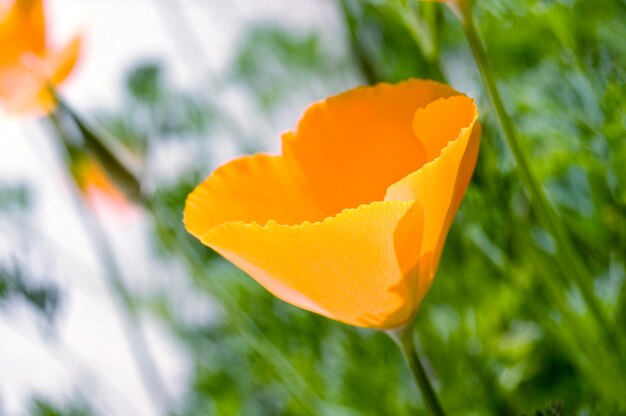 Close-up of yellow flower against blurred background