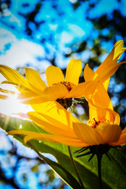 Close-up of yellow flower against blurred background