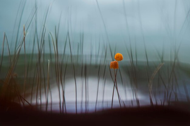 Foto close-up di un fiore giallo sullo sfondo sfocato