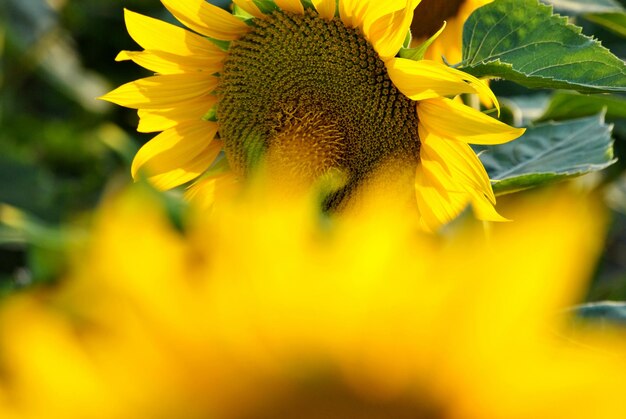 Close-up of yellow flower against blurred background