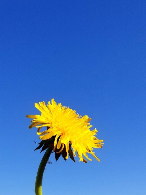 Close-up of yellow flower against clear blue sky