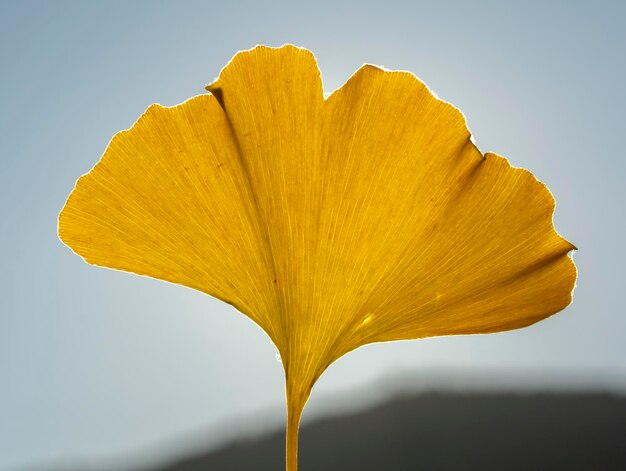 Close-up of yellow flower against clear sky