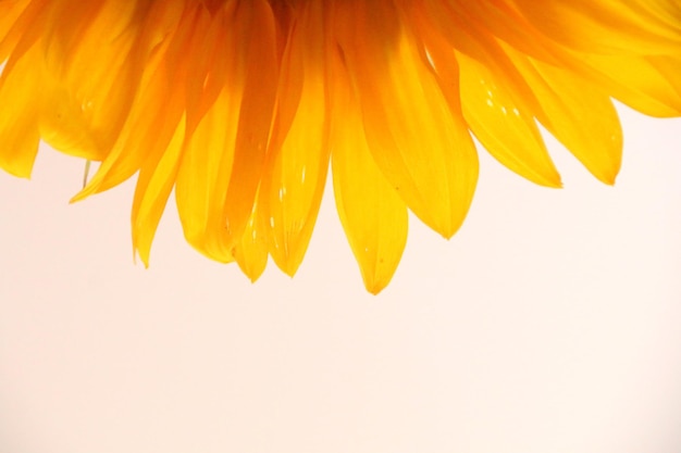 Photo close-up of yellow flower against orange sky