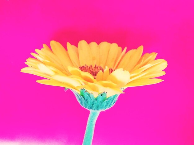 Close-up of yellow flower against pink background