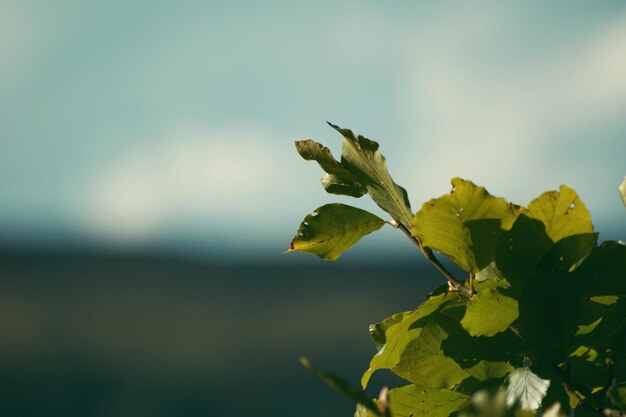 Photo close-up of yellow flower against sky