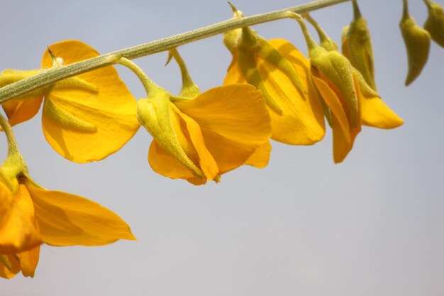 Close-up of yellow flower against white background