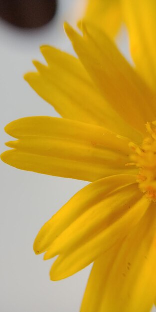 Close-up of yellow flower against white background