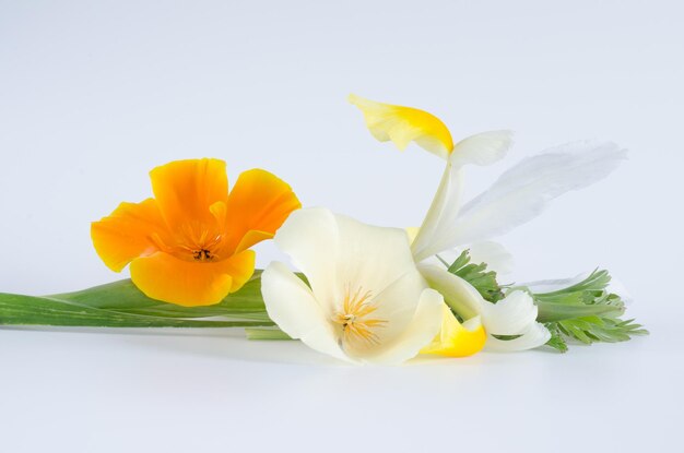 Close-up of yellow flower against white background