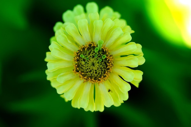 Foto close-up di un fiore giallo che fiorisce su uno sfondo nero