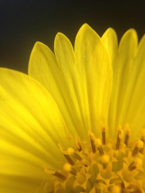 Close-up of yellow flower blooming against black background