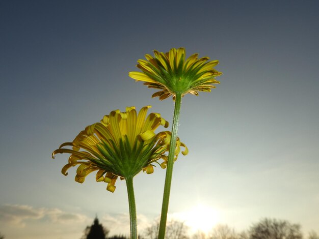 Foto close-up di un fiore giallo che fiorisce contro il cielo