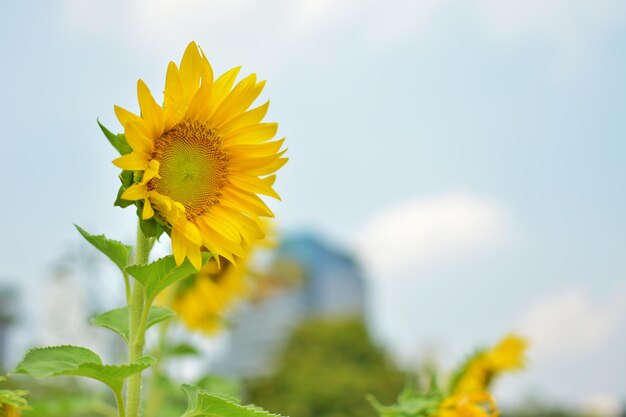 Close-up of yellow flower blooming against sky