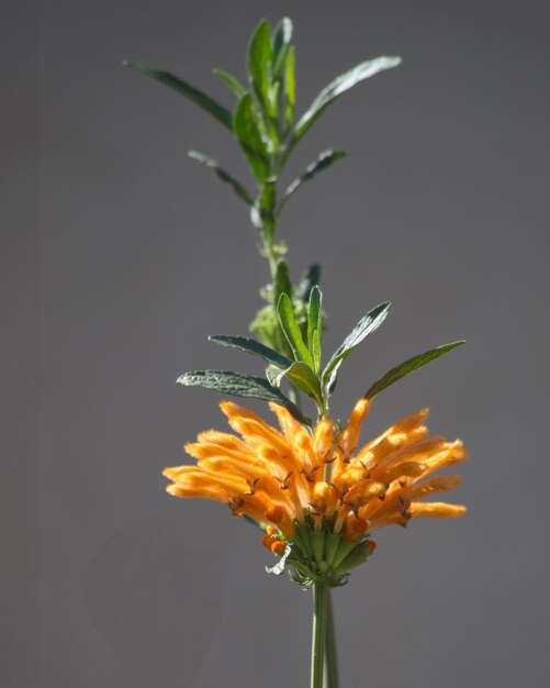 Close-up of yellow flower blooming against white background