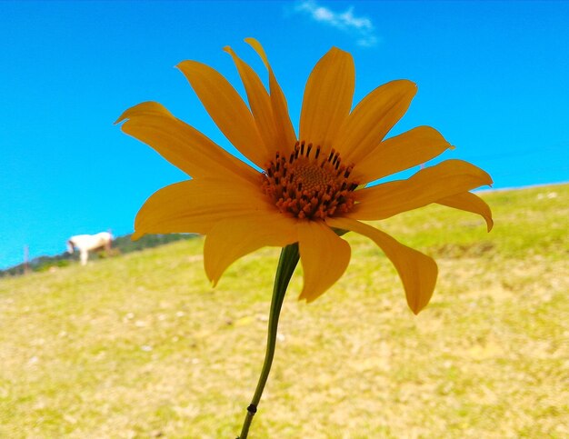 Close-up of yellow flower blooming on field against sky