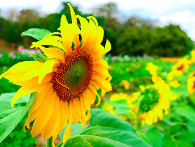 Close-up of yellow flower blooming in field