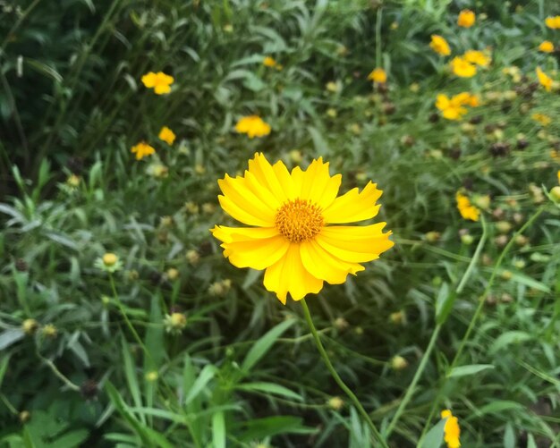 Close-up of yellow flower blooming in field