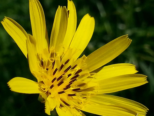 Photo close-up of yellow flower blooming in field