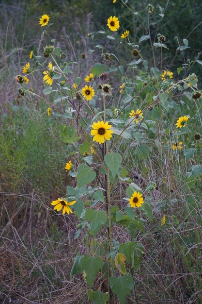 Foto close-up di un fiore giallo che fiorisce in un campo