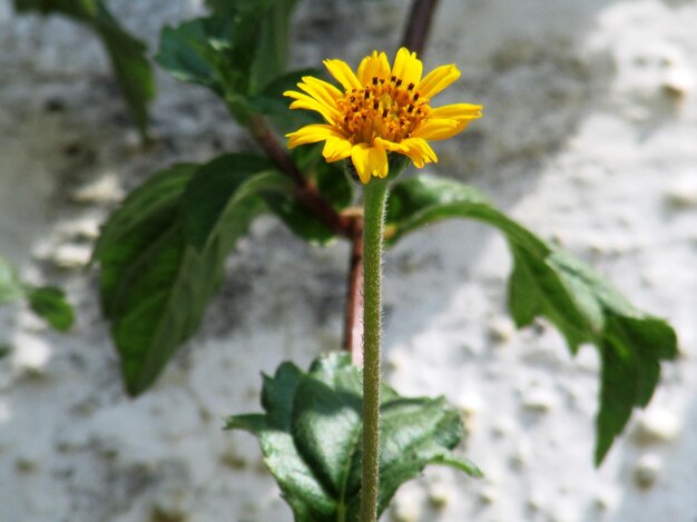 Close-up of yellow flower blooming on field