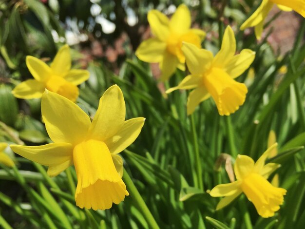 Close-up of yellow flower blooming in field