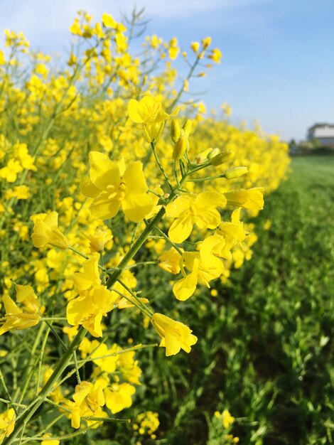 Close-up of yellow flower blooming in field